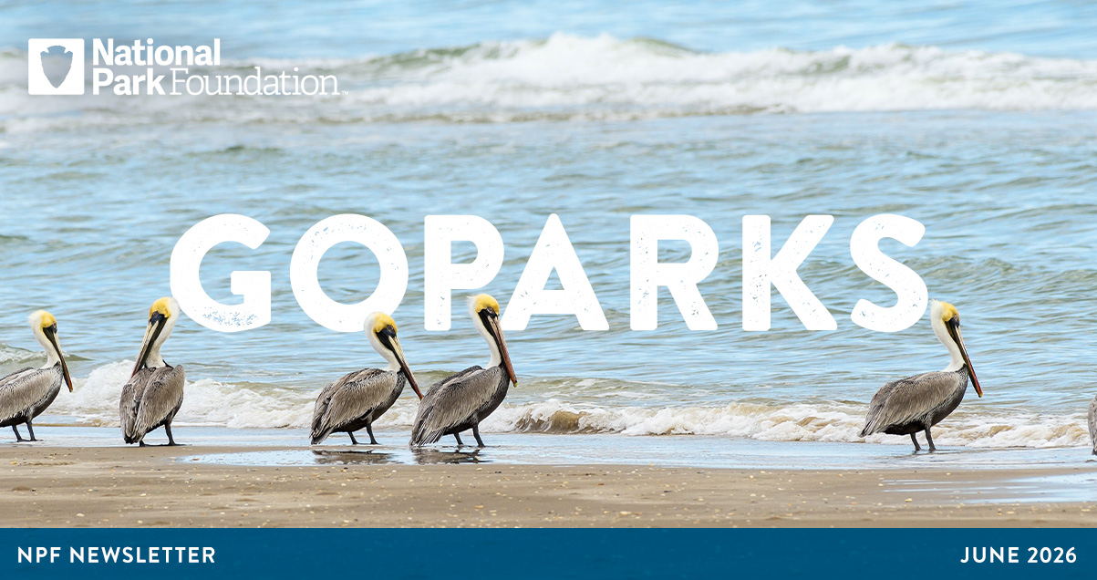 National Park Foundation, GoParks newsletter graphic image cover of brown pelicans standing along the beach at Padre Island National Seashore