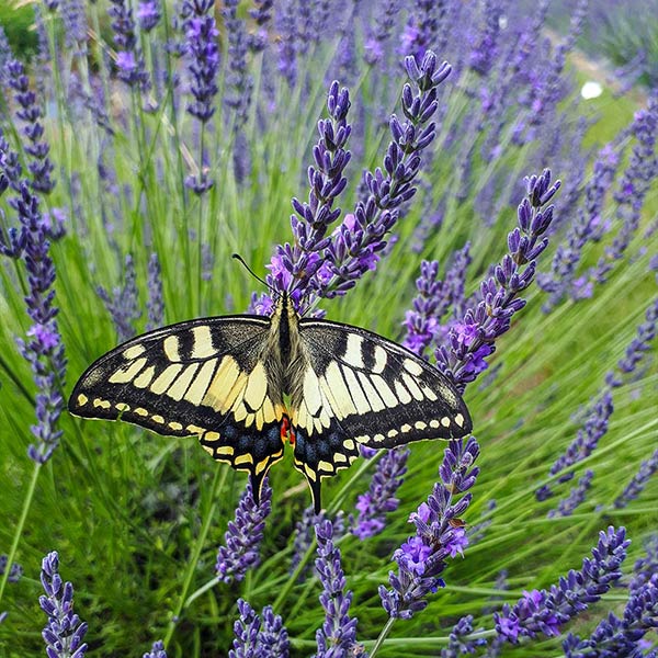 Image of Southern Living® Phenomenal™ Lavender Plant
