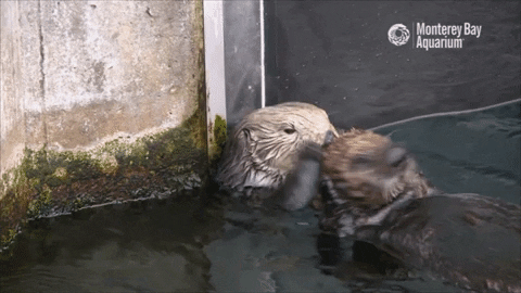 GIF of a southern sea otter grooming a pup