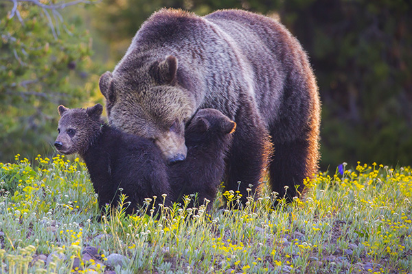 Grizzly mother and cubs in flowers © JackVandenHeuvel/iStock Photo
