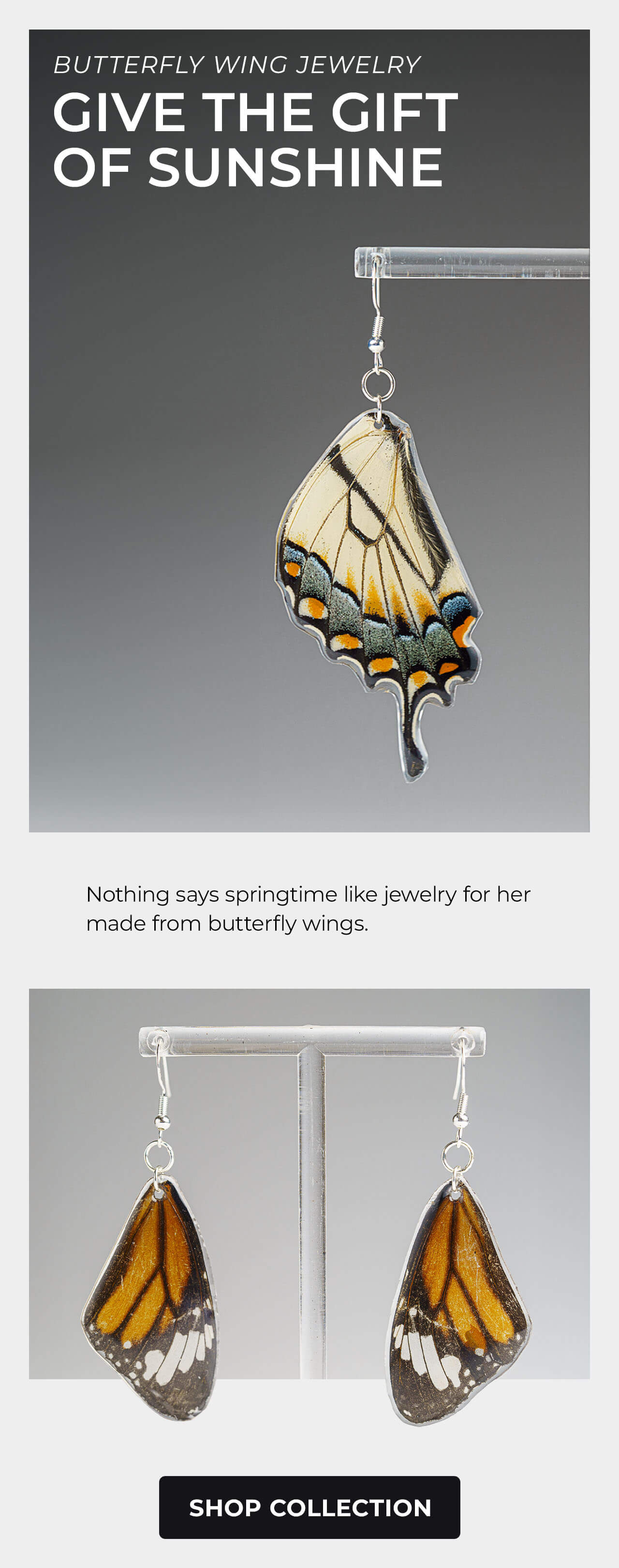 Genuine Butterfly Wing Earrings