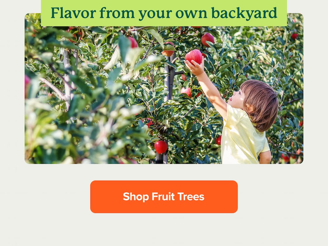 For flavor from your own backyard shop fruit trees>>