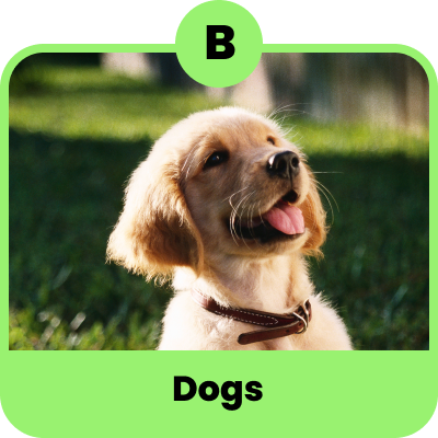 Dogs
