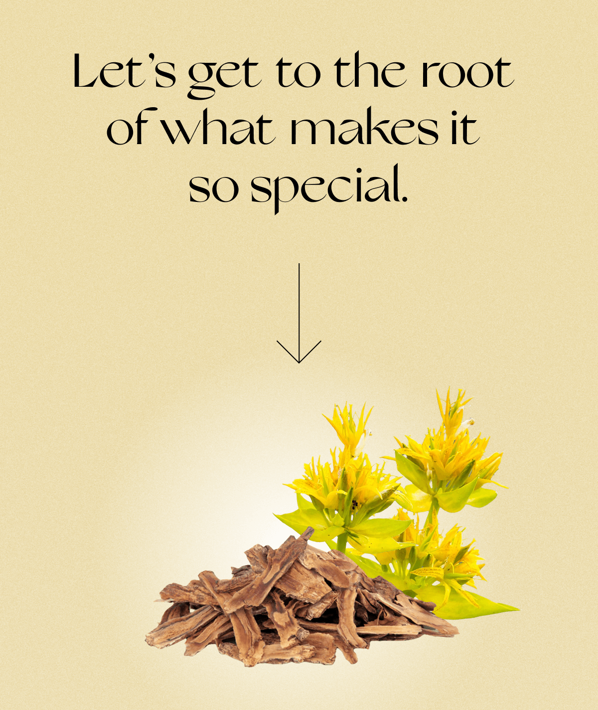 Let’s get to the root  of what makes it  so special.