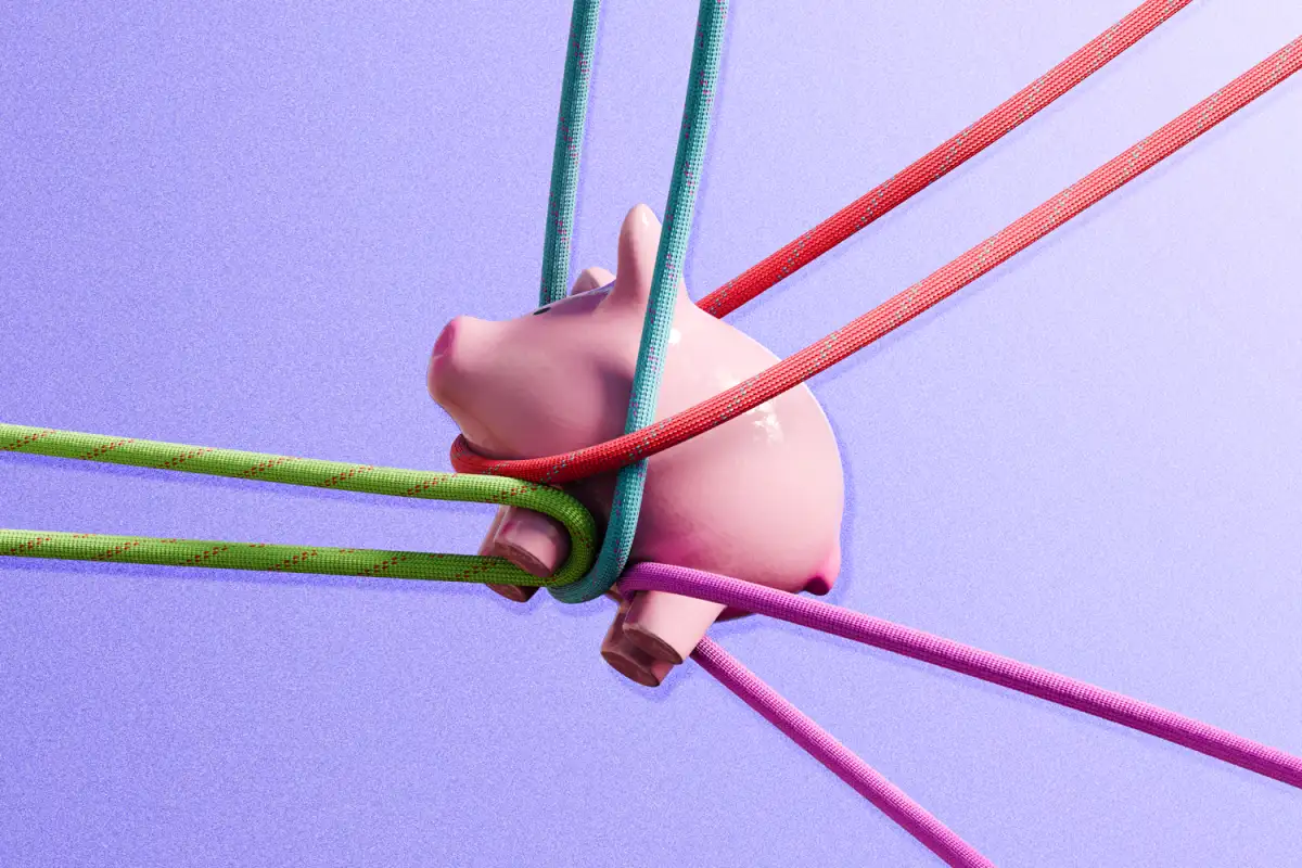 pig being pulled in different directions
