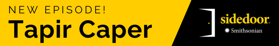 New Episode! Sidedoor: Tapir Caper