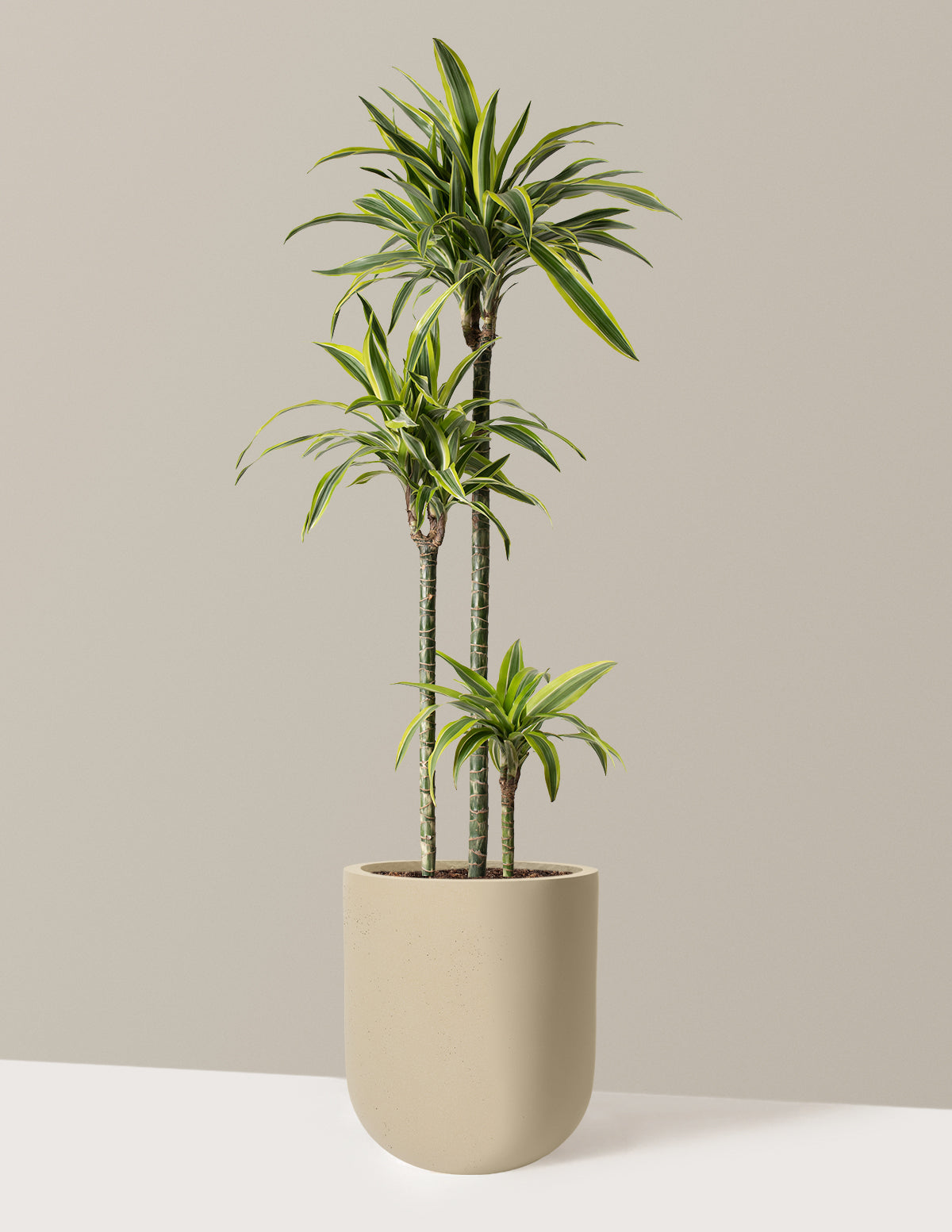 Image of Dracaena Lemon Lime