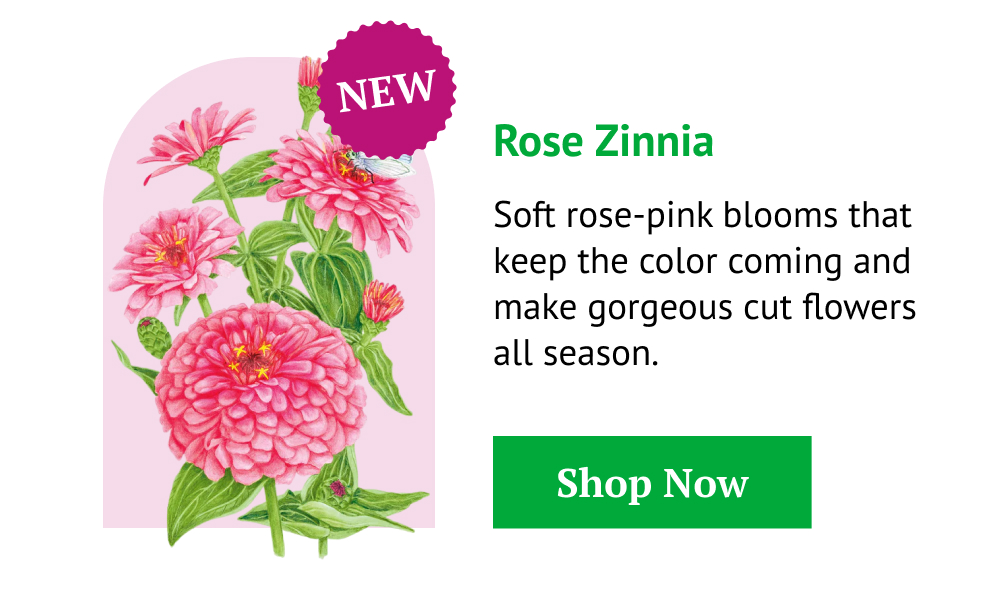Rose Zinnia Seeds