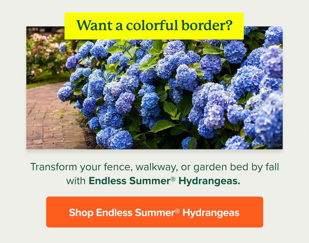 Transform your&nbsp;fence, walkway, or garden bed by fall with&nbsp;Endless Summer® Hydrangeas.&nbsp; SHOP ENDLESS SUMMER HYDRANGEAS>>