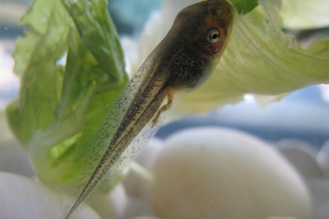a tadpole swimming near green leaves