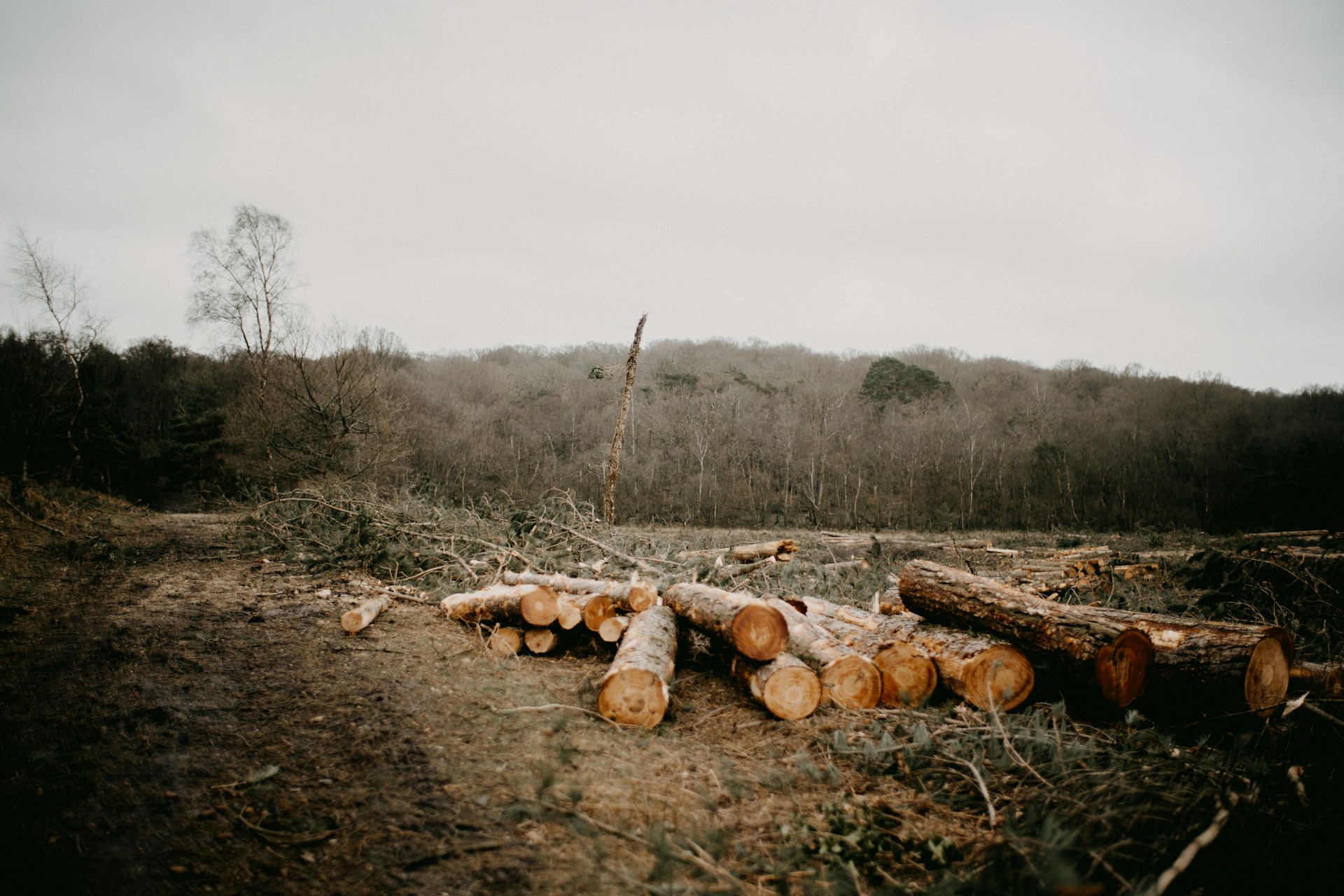 Cut down logs in front of a forest
