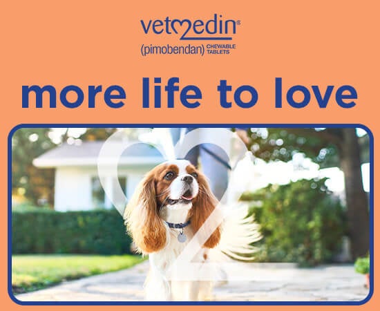 vet medin more life to love