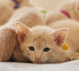 Close-up image of a ginger kitten looking into the camera