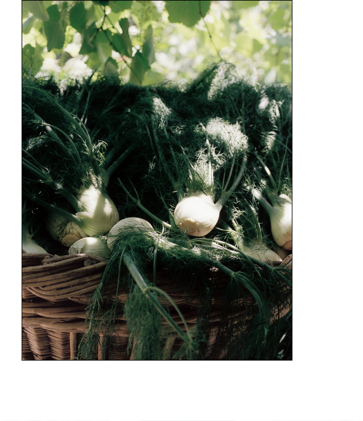 Fig and Fennel