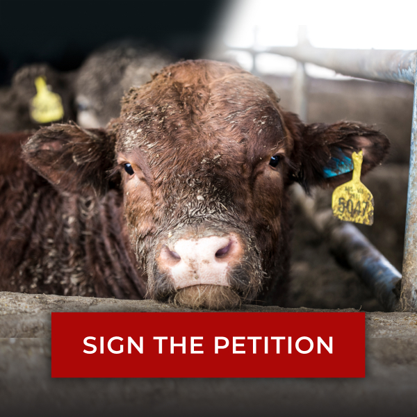 Photo of a dirty brown cown resting her chin on the bars of her rusted pen. A button below reads: SIGN THE PETITION.
