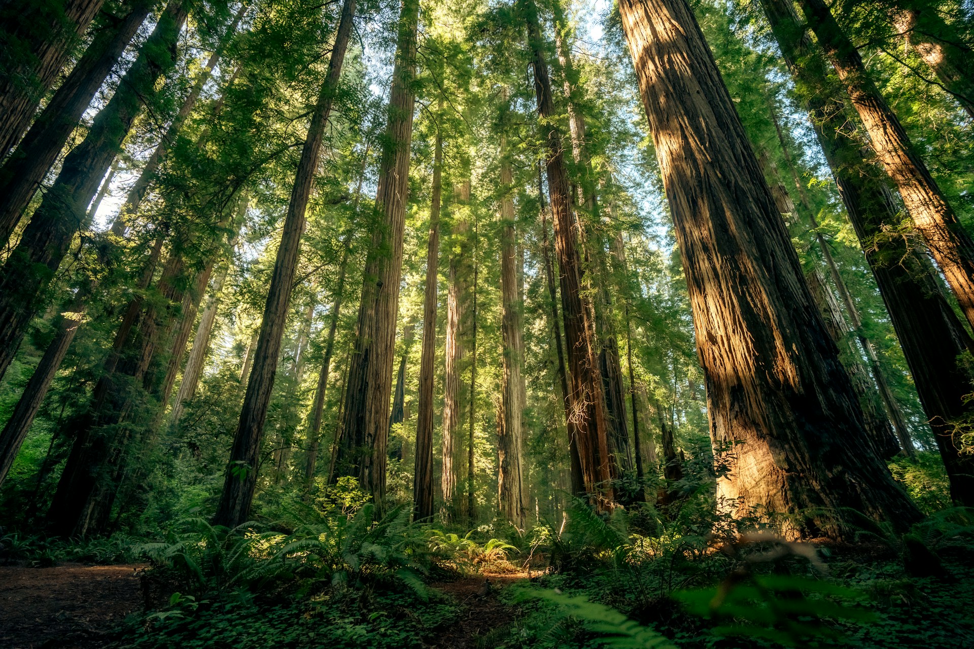 Towering trees in a forest