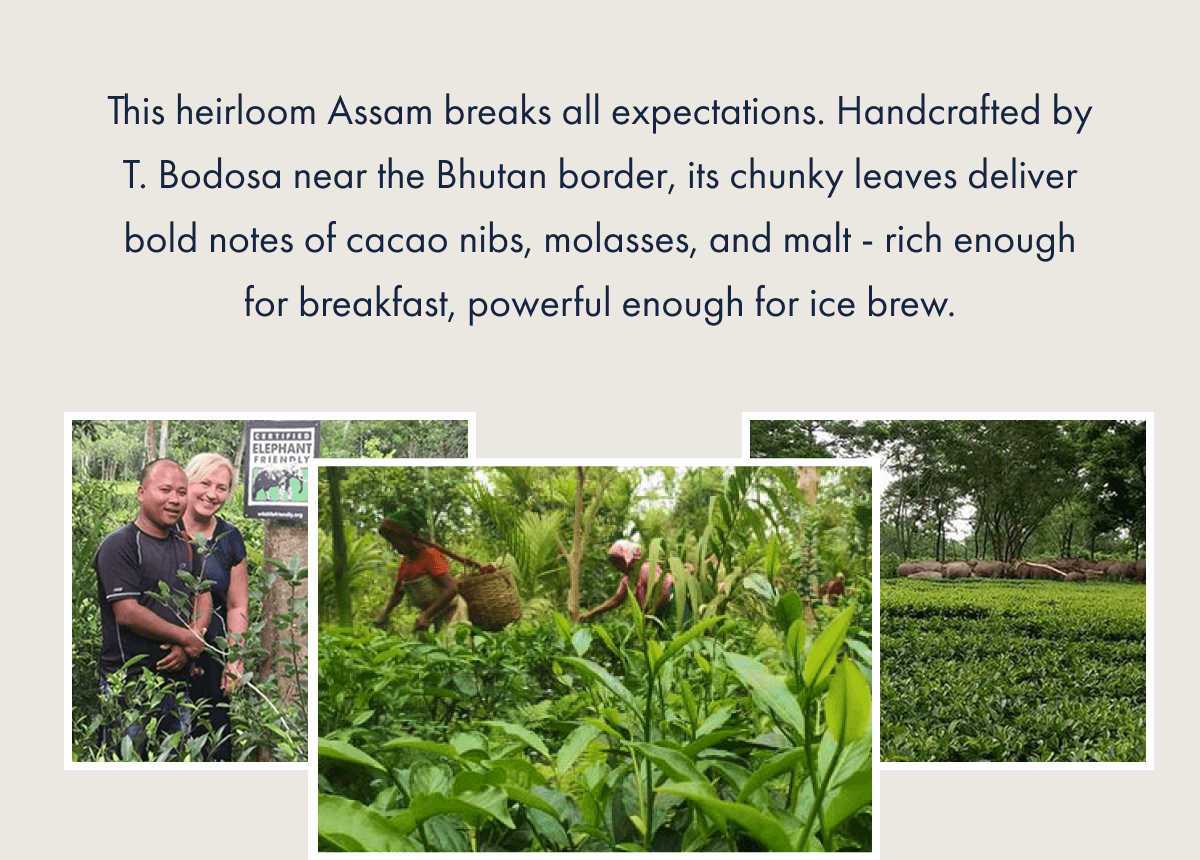 This heirloom Assam breaks all expectations. Handcrafted by T. Bodosa near the Bhutan border, its chunky leaves deliver bold notes of cacao nibs, molasses, and malt - rich enough for breakfast, powerful enough for ice brew.