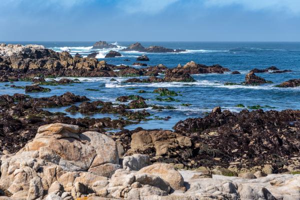 The low tide in Monterey Bay shows exposed rocks covered in brown algae along the coastline