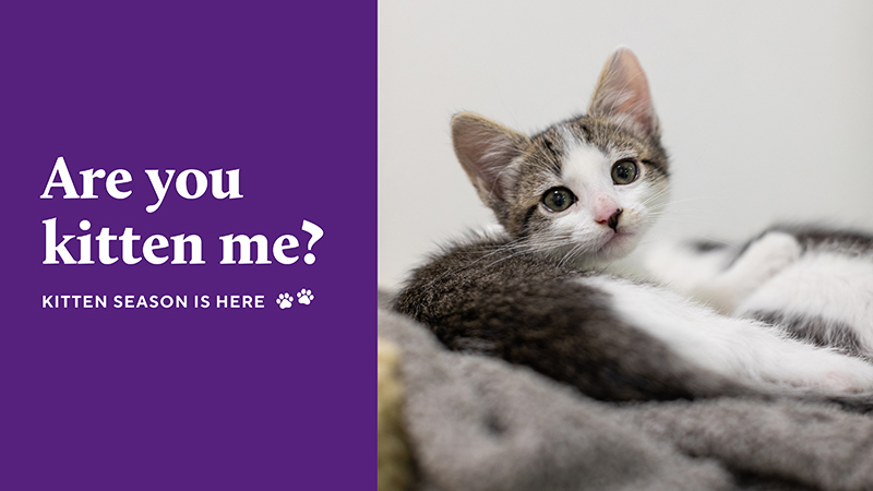 Kitten Season Is Here Banner
