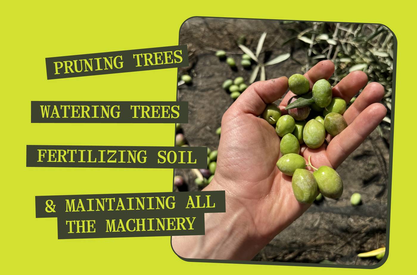 PRUNING TREES WATERING TREES FERTILIZING SOIL & MAINTAINING ALL THE MACHINERY