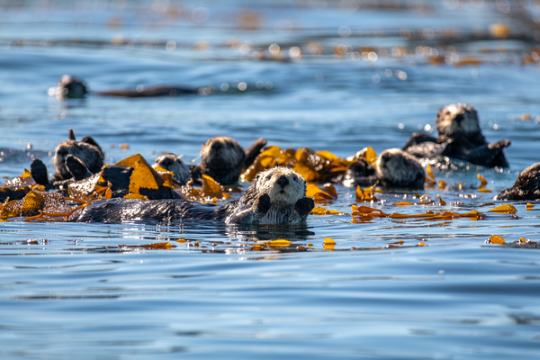 A raft of southern sea otters in Monterey Bay, California