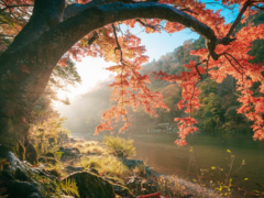 Calming scene with tree beside a still body of water. 