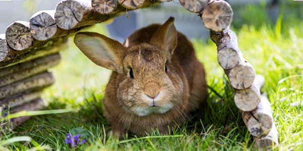 Image of a rabbit sitting outside in the grass underneath a wooden shelter made of small logs