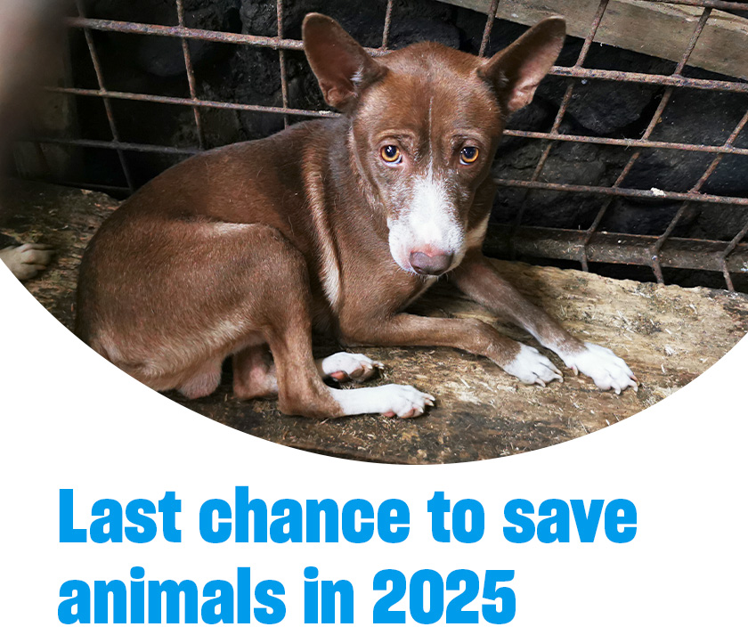 A sad brown dog in a dirty cage