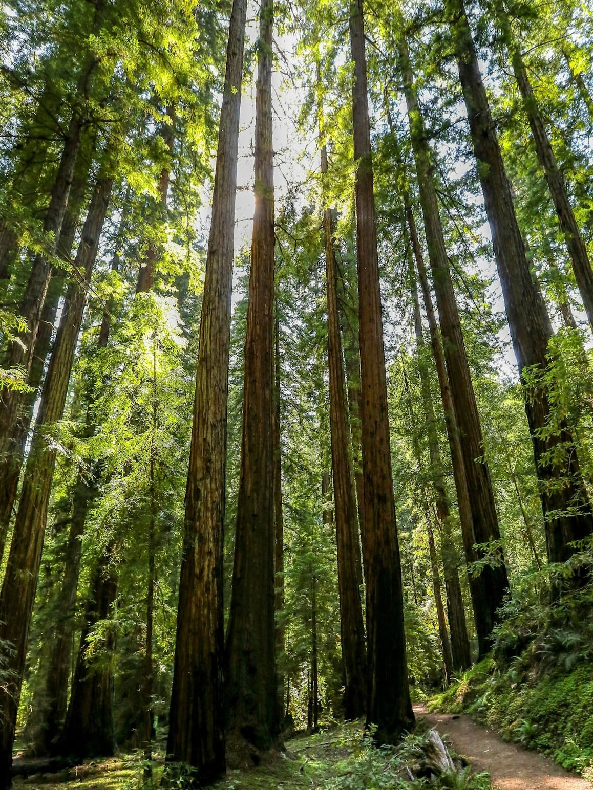 Impact: 200K Trees Planted, Together