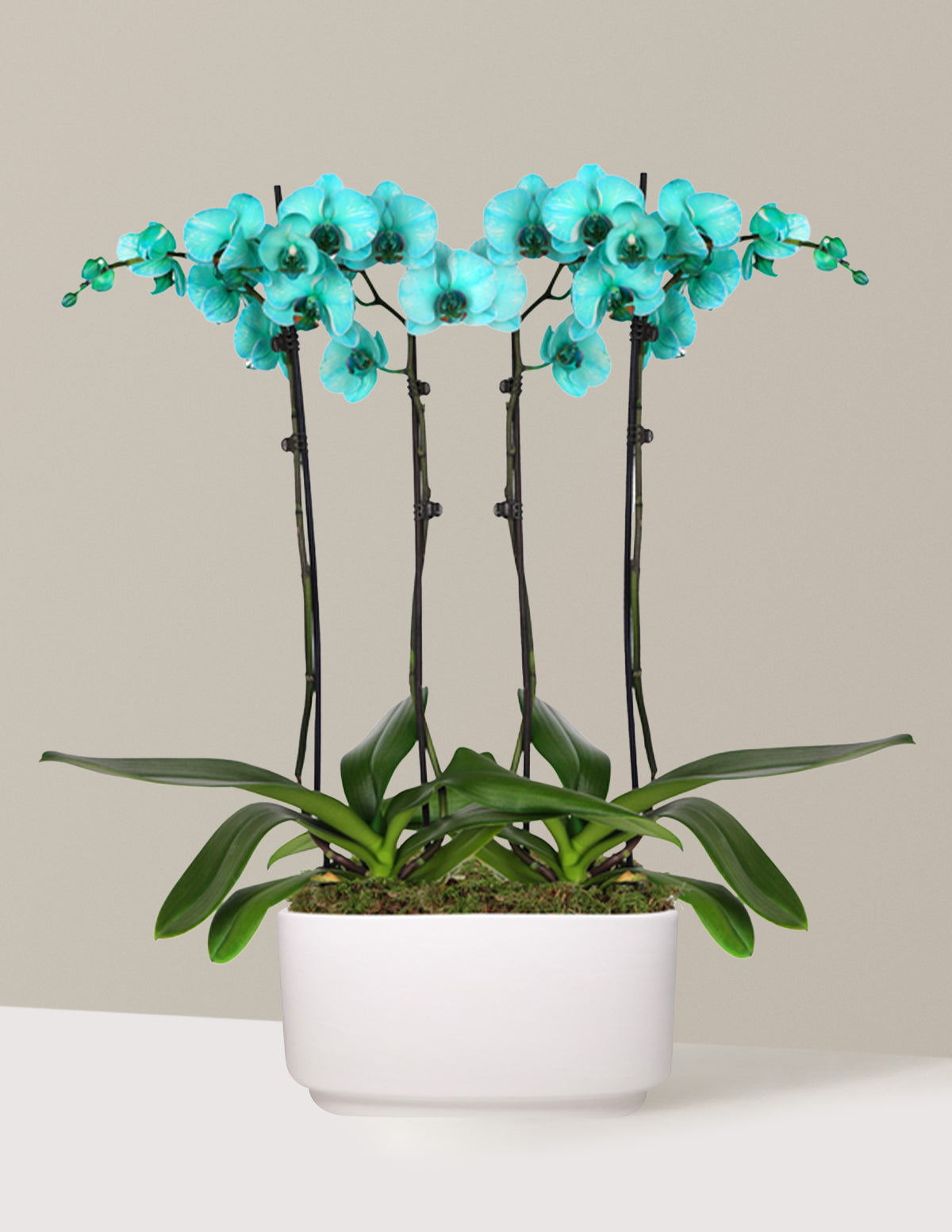 Image of Turquoise Watercolor Double Orchid