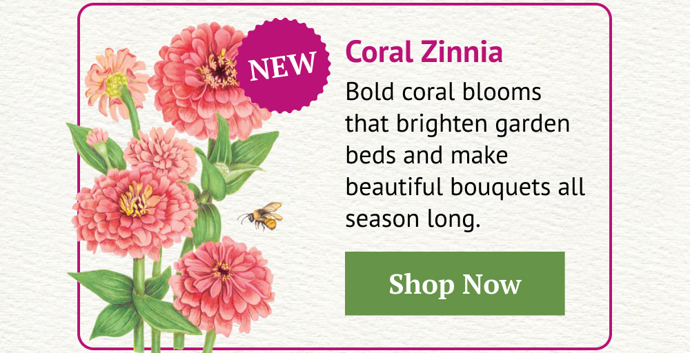 Coral Zinnia
