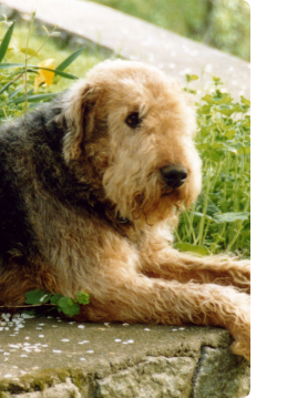 An Airedale named Blue is lying down outside. Blue is the Bishop's family dog and the inspiration behind the Blue Buffalo brand.