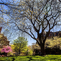 A tree on Penn's campus.