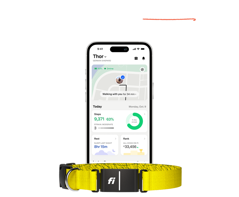 Follow along with Fi: AI-powered GPS location tracking. Tracks daily steps and activity levels. Up to 3 months of battery life on a single charge. Tracks sleep duration, nap times, and rest patterns. Behavior tracking monitors for abrupt changes. Waterproof and designed for active dogs. 