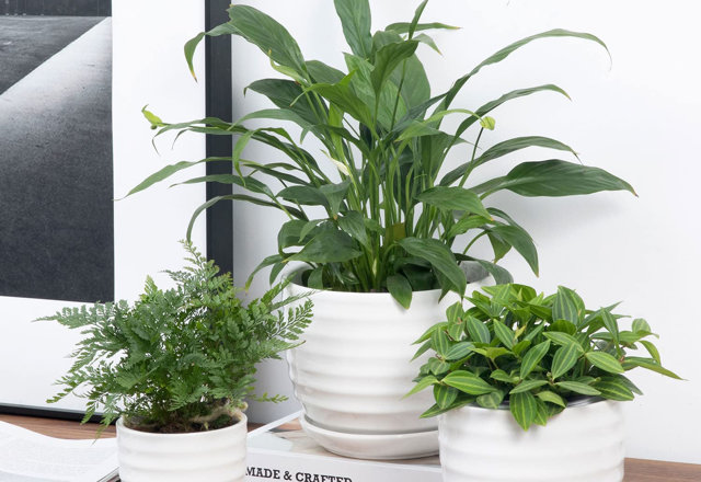 Ceramic Planters You'll Love