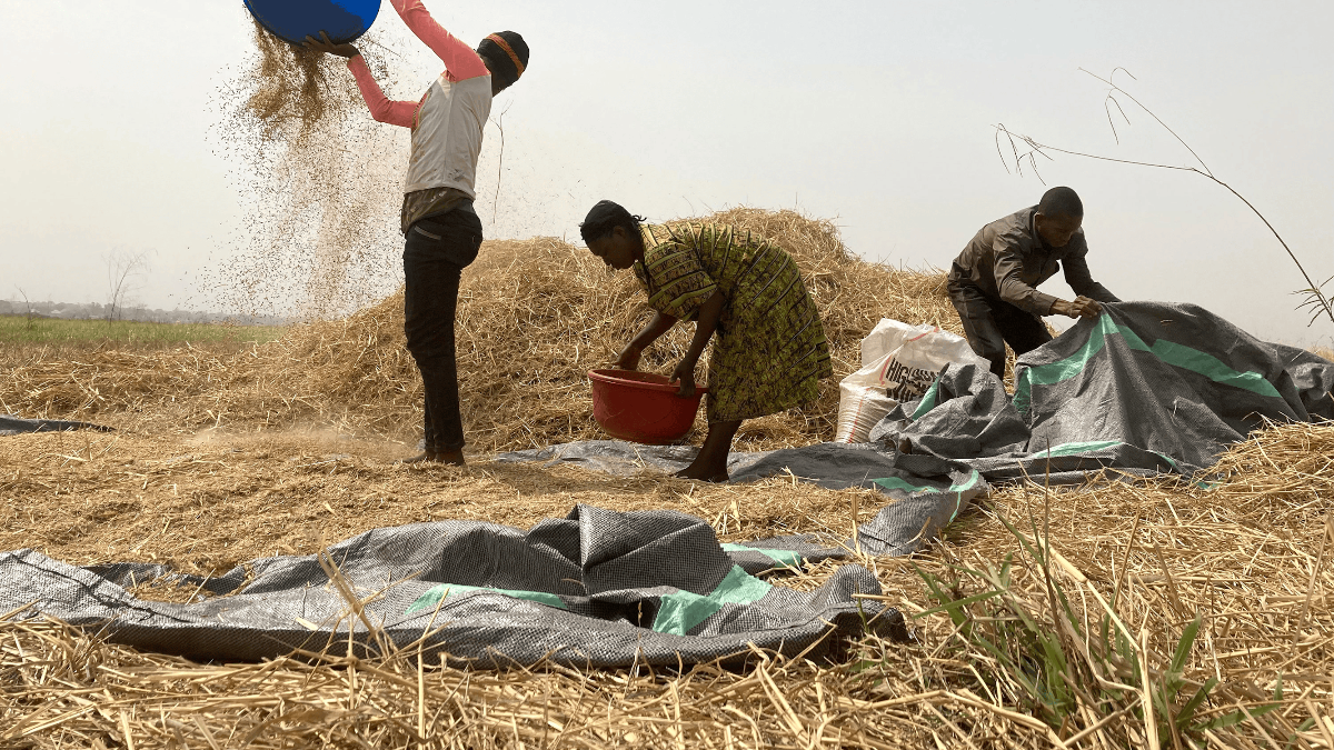 People harvesting rice