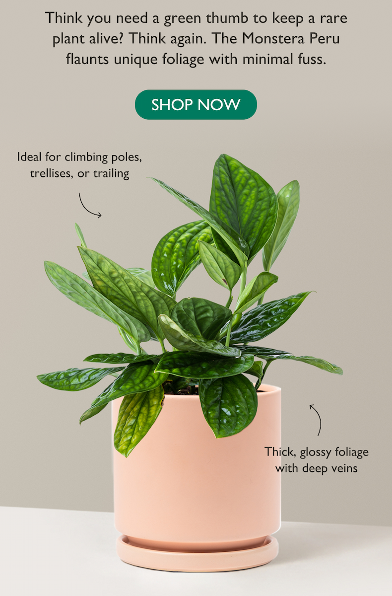 Think you need a green thumb to keep a rare plant alive? Think again. The Monstera Peru flaunts unique foliage with minimal fuss.