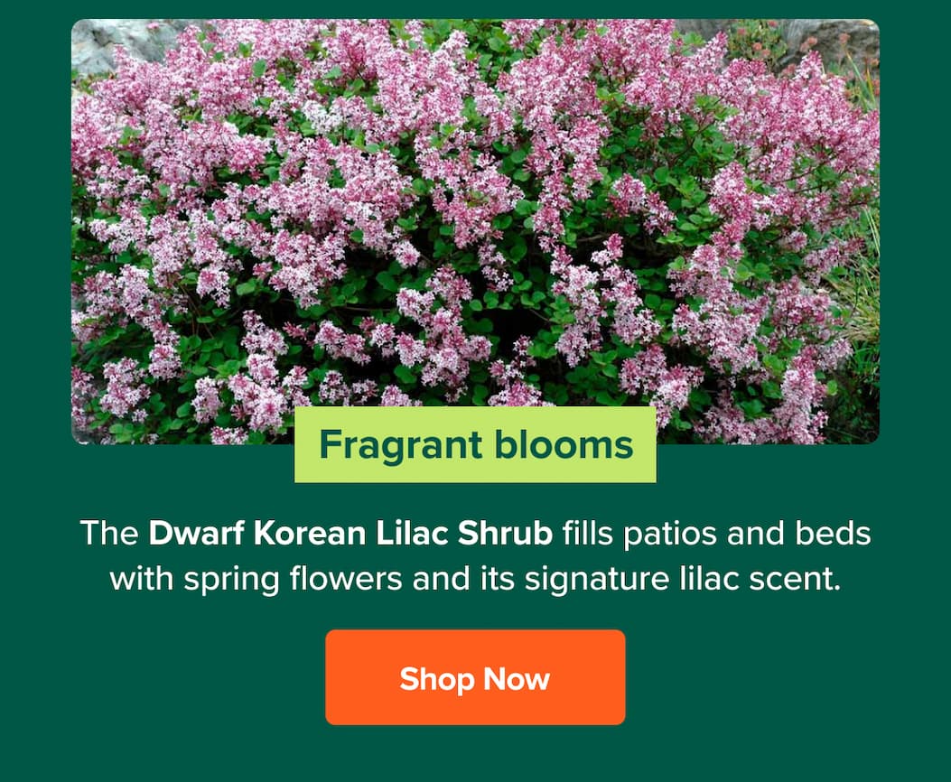 Fragrant Blooms. Shop Dwarf Korean Lilac Shrub>>