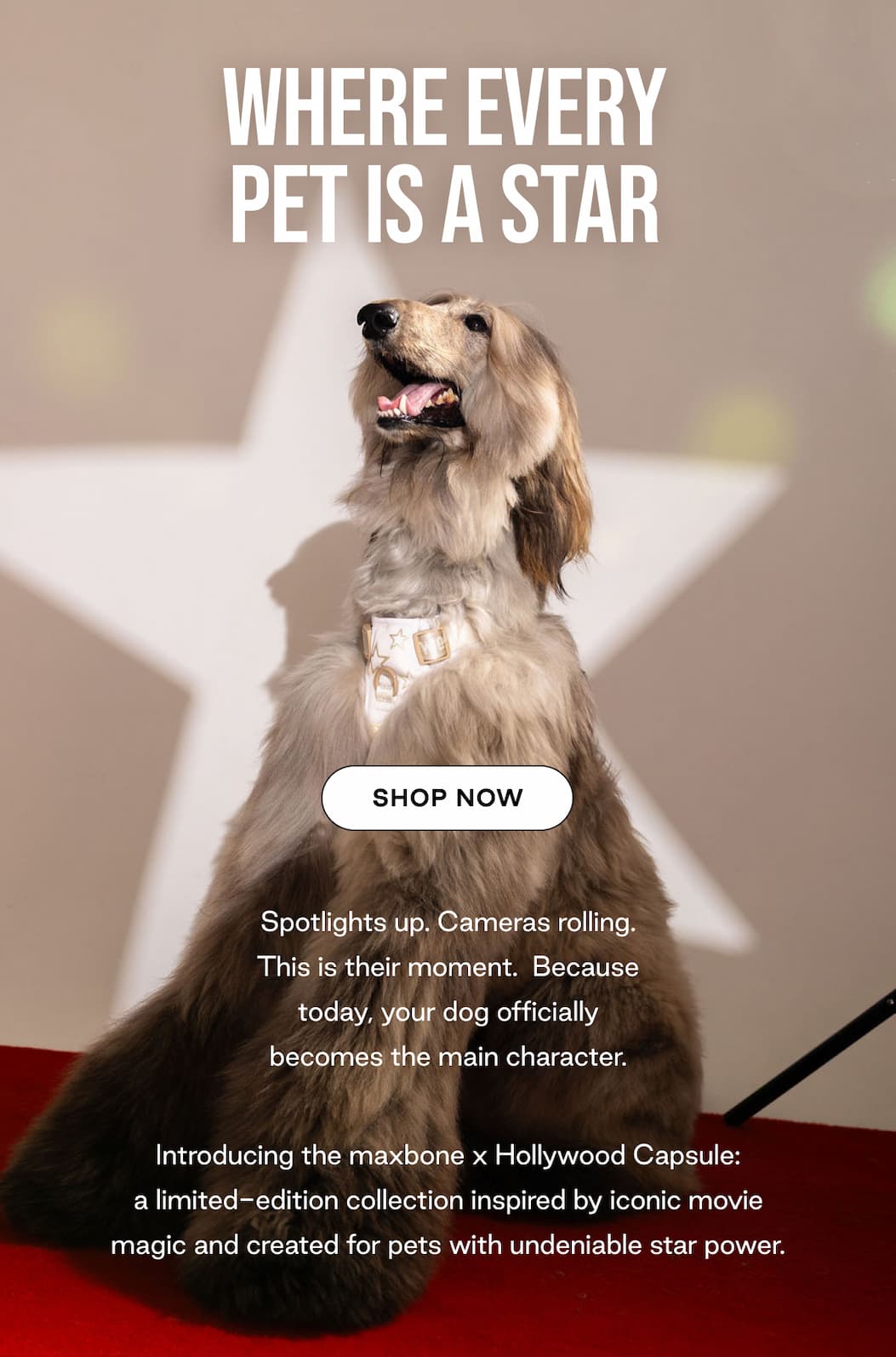 maxbone x Hollywood Is here