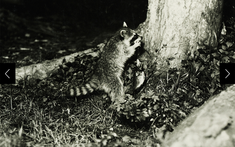 A raccoon takes its own picture by pulling on a string
