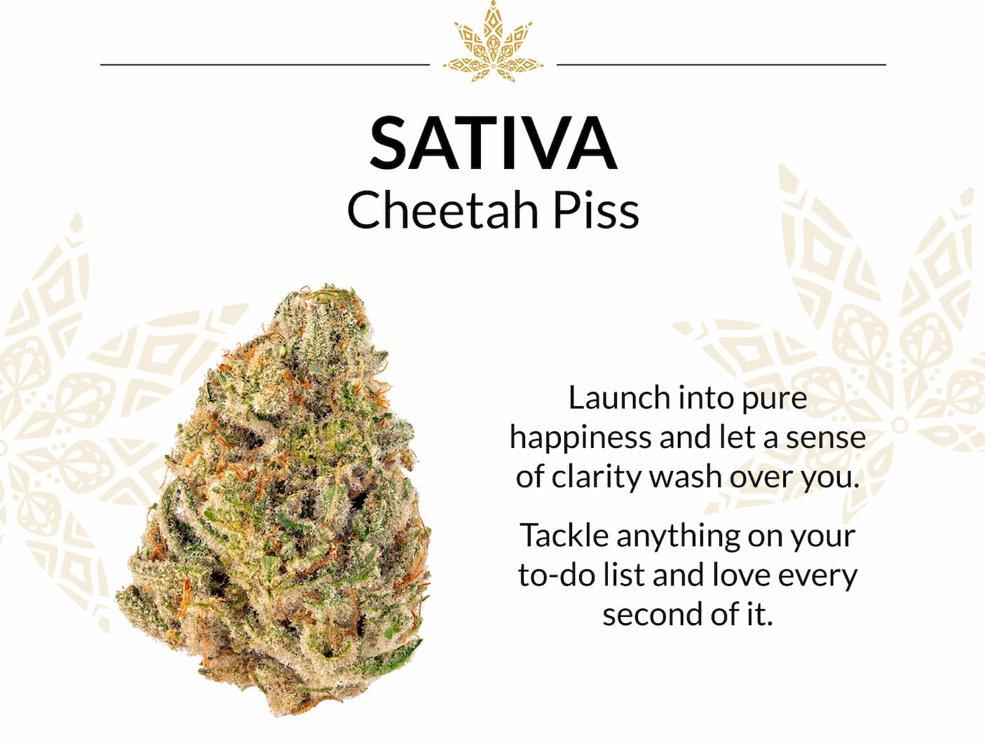 Sativa