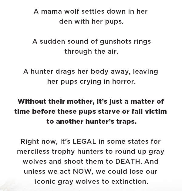 A mama wolf settles down in her den with her pups.  

A sudden sound of gunshots rings through the air.  

A hunter drags her body away, leaving her cubs crying in horror.

Without their mother, it’s just a matter of time before these pups starve or fall victim to another hunter’s traps.

Right now, it’s LEGAL in some states for merciless trophy hunters to round up gray wolves and shoot them to DEATH. And unless we act NOW, we could lose our iconic gray wolves to extinction. 