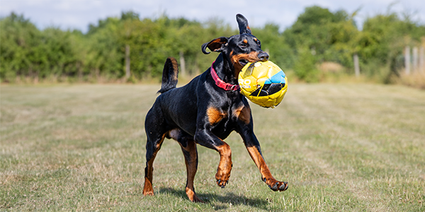 A black and tan dog runs across a grassy field carrying a yellow and blue football in their mouth