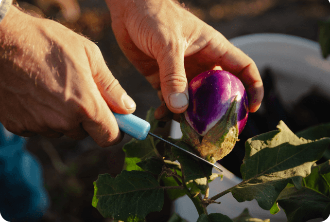 Food for his garden