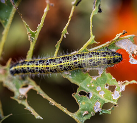 A green and black caterpillar crawling on a leaf