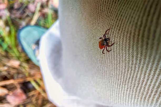A tick climbs on a human leg outdoors.