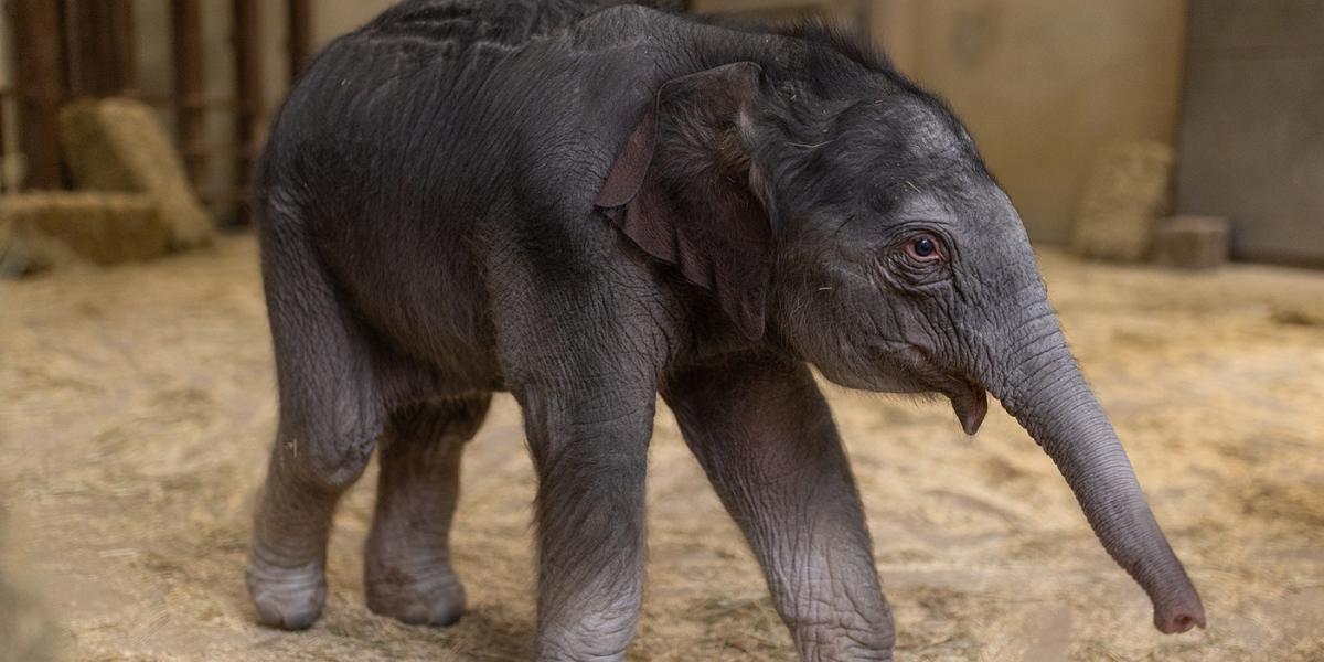Newborn baby elephant, Linh Mai