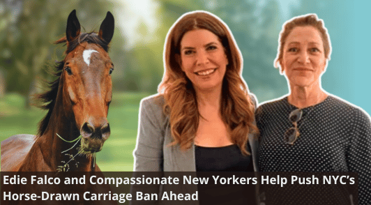 Edie Falco and other compassionate new yorkers help push nycs horse drawn carriage ban ahead