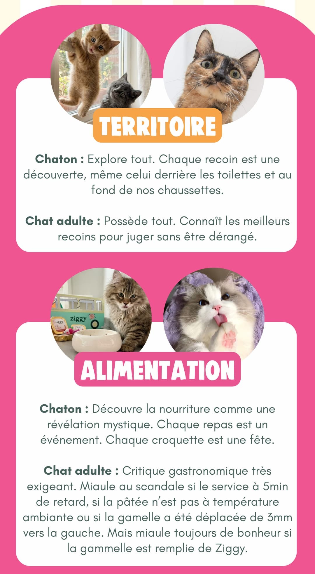 Chaton vs Chat adulte
