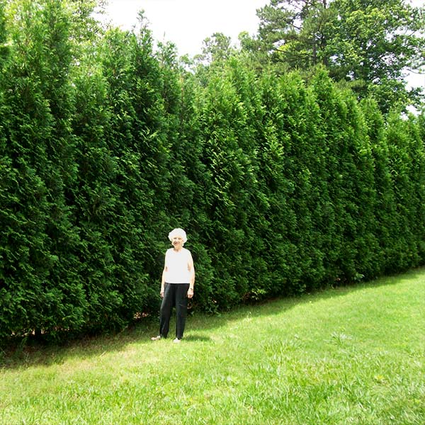Image of Full Speed A Hedge® American Pillar Arborvitae